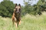 MALINOIS 767